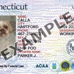 Connecticut Dog Registration Card