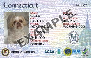Connecticut Dog Registration Card