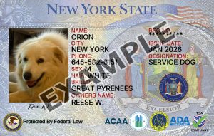 New York Dog Registration Card