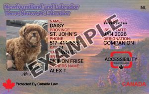 Newfoundland and Labrador Dog Registration Card